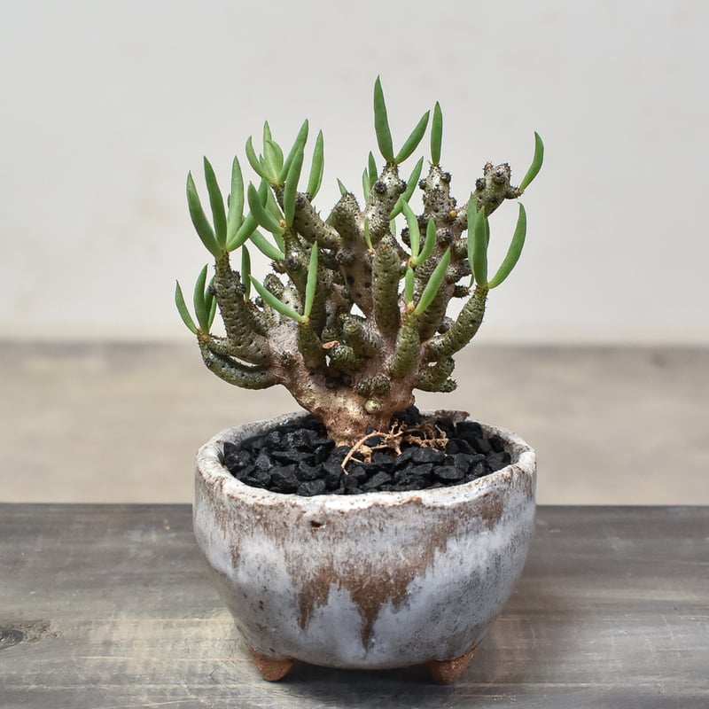 チレコドン ブックホルジアヌス【実生】RF231879 | RAFLUM / ラフラム