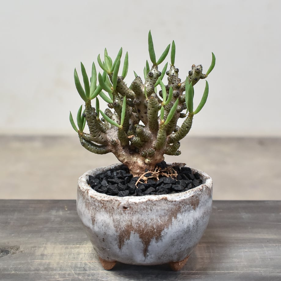 チレコドン ブックホルジアヌス【実生】RF231879 | RAFLUM / ラフラム  