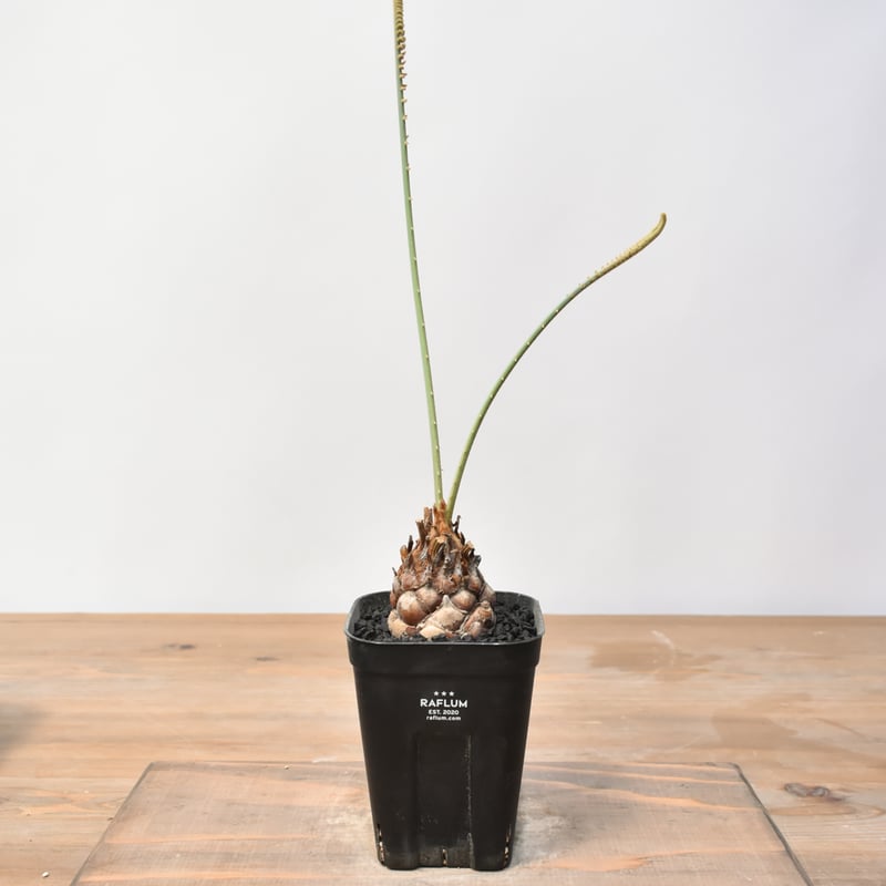 サイカス カイルンシアナ 【実生】RF25011358 | RAFLUM / ラフラム