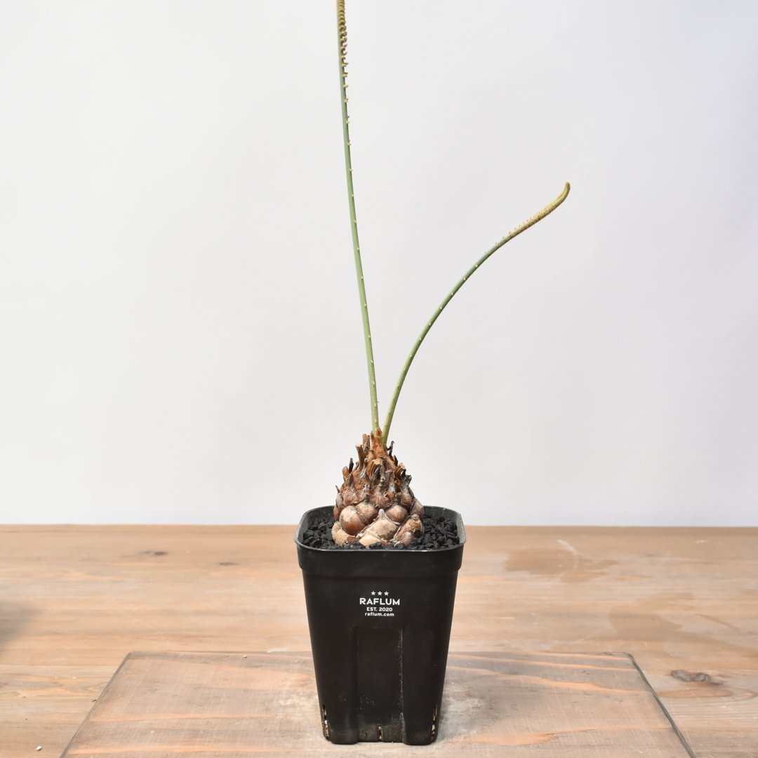 サイカス カイルンシアナ 【実生】RF25011358 | RAFLUM / ラフラム