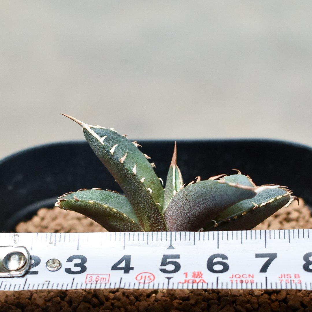 アガベ チタノタ フェニックス 