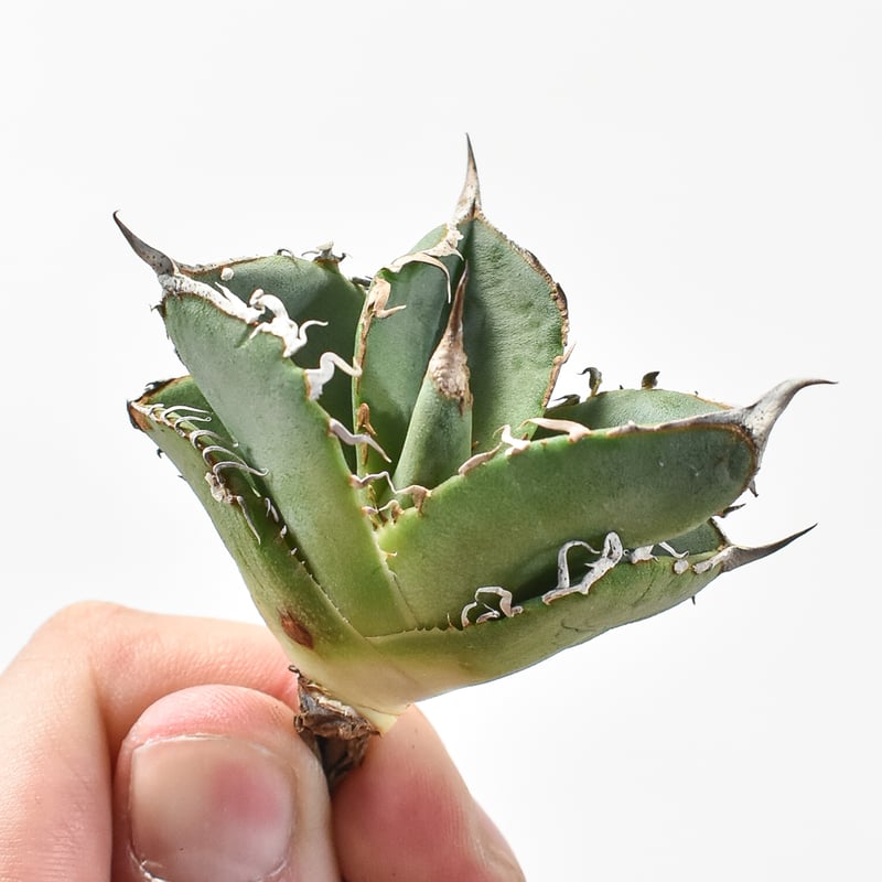 goodtaniku】Gt台湾星空/Dennis 018 OC子株 goodtaniku】Gt台湾星空