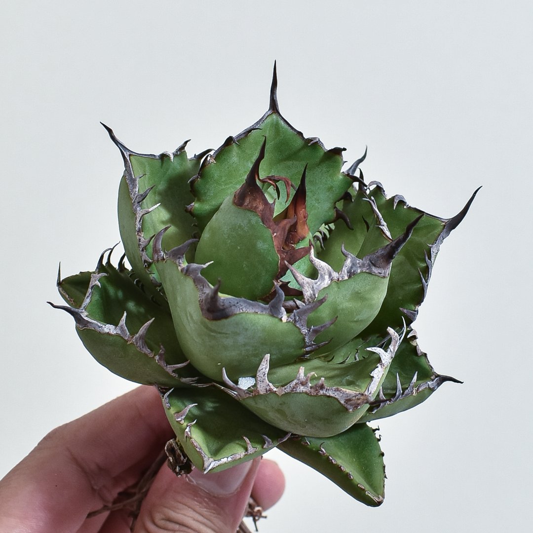 アガベ オテロイ 胖鯨 パンジン 親株　シマムラ園芸購入 アガベ オテロイ 胖鯨 パンジン 親株 シマムラ園芸購入 観葉植物