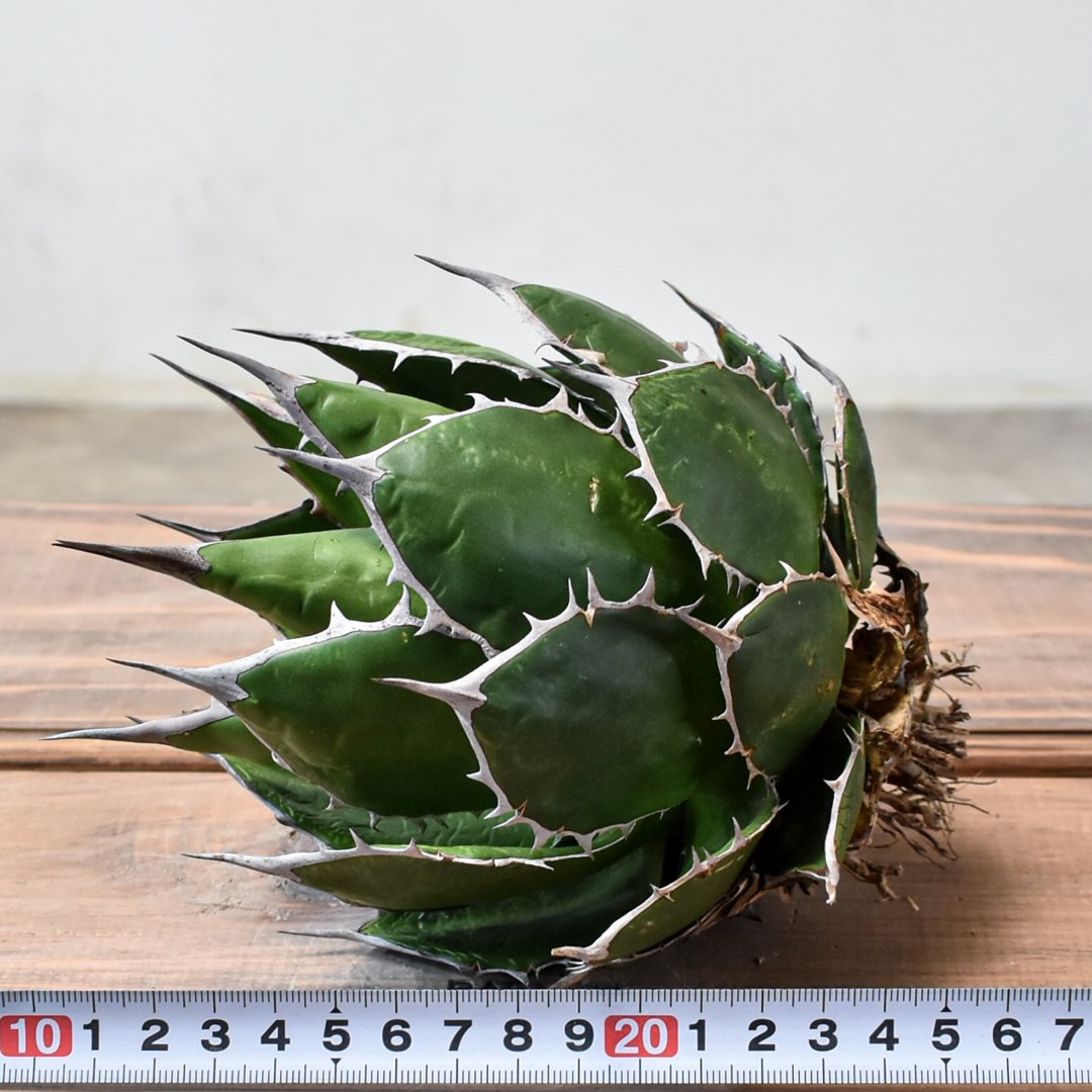 アガベ チタノタ バサラ BASARA 伐折羅OSP産