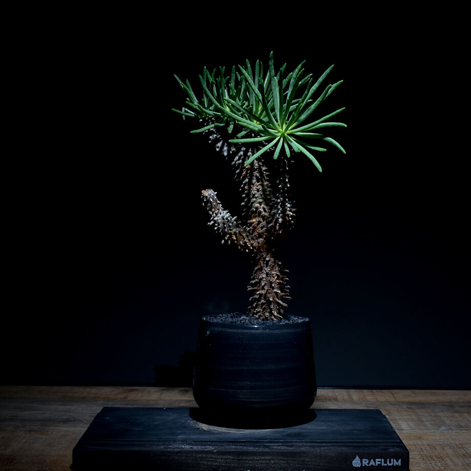 チレコドン ワリチー 奇峰錦 チレコドン ワリチー 