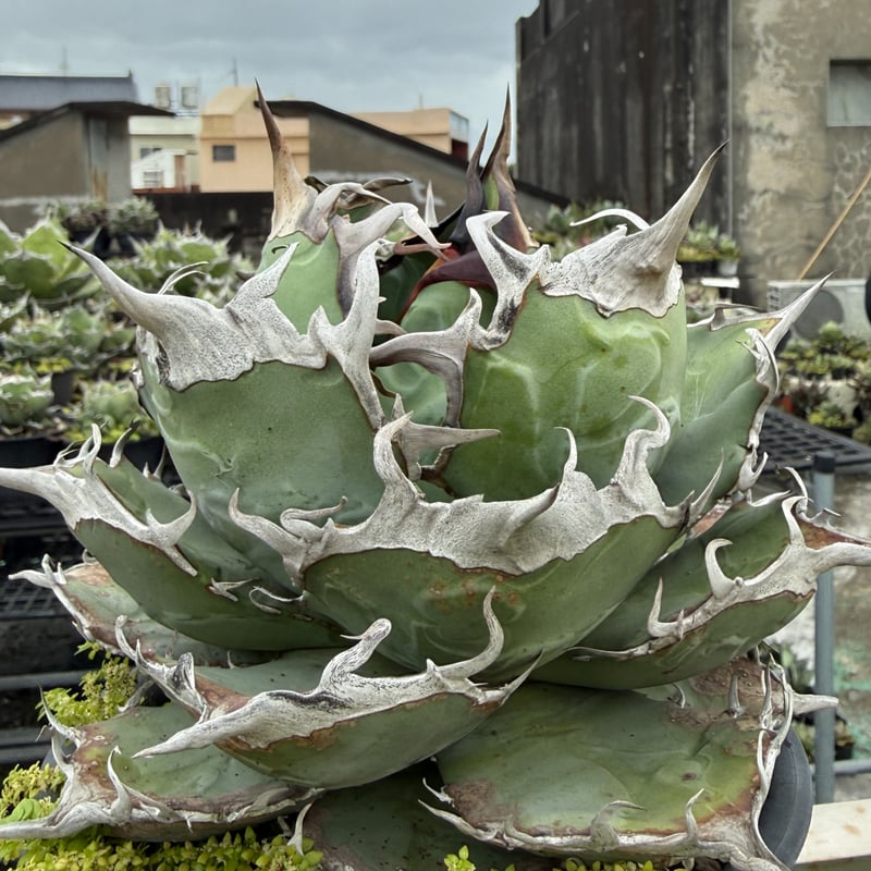 アガベ オテロイ 