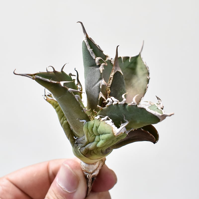 Berlin産 毒蛇 アガベ　チタノタ 子株 発根済 福建省産 アガベ チタノタ 毒蛇 Agave Titanota Viper