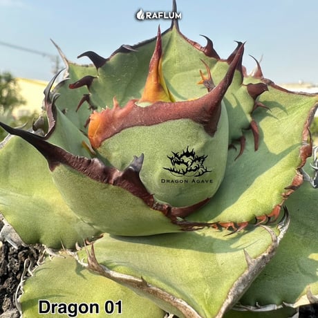 アガベ チタノタ "ドラゴン01" 【台湾 dragon agave産/発根済/子株】DG2401173(T)