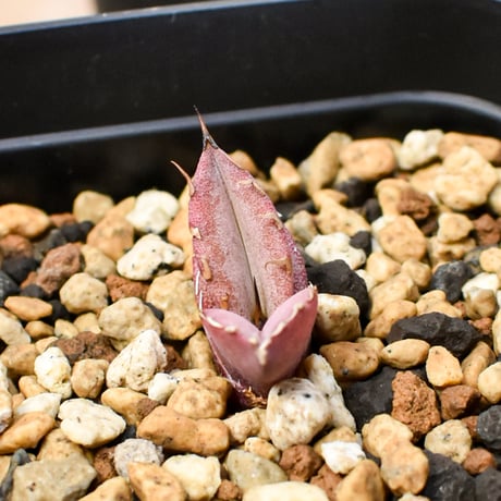 【RAFLUM育成株 5個セット】アガベ Mexico oteroi seeding / オテロイ実生 メキシコ産 【RAFLUM産/実生/子株】B