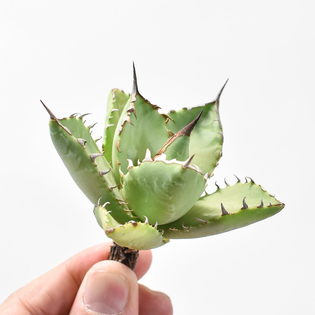 アガベ Dennis hybrid 甲妖x鬼爪(isthmnensis x utahensis アガベ Dennis hybrid 甲妖x鬼爪(isthmnensis x utahensis