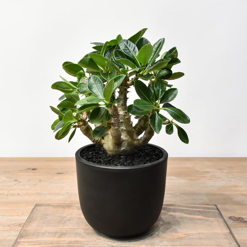 実生株 パキポディウム ウィンゾリー パキポディウム ウィンゾリー 【実生】GM2402210 | RAFLUM