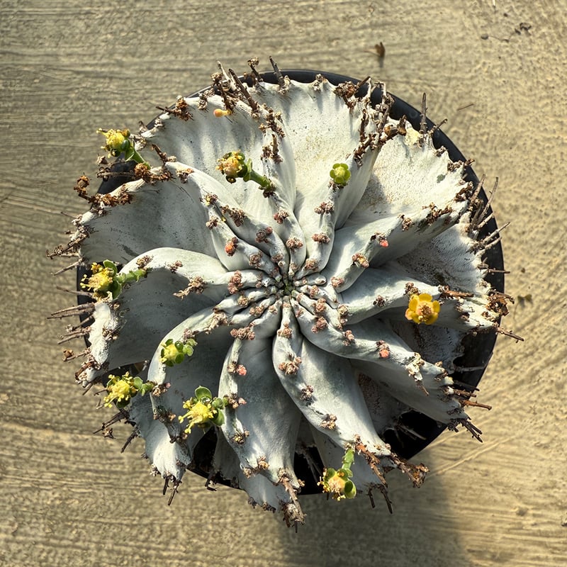 ホリダ　確認用 CATEGORY ホリダ | RAFLUM / ラフラム｜東京、大阪の塊根植物