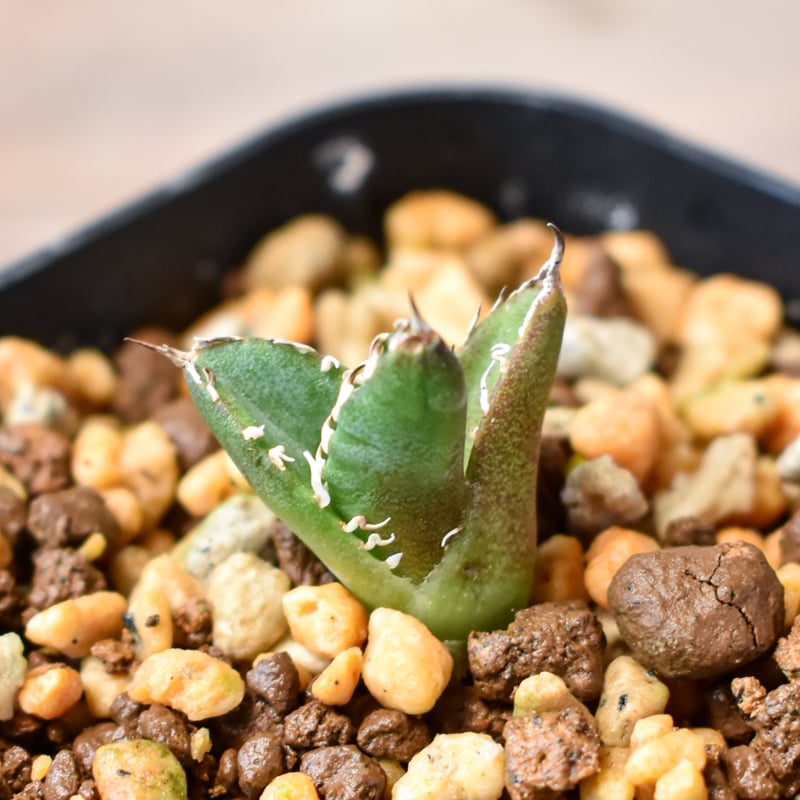 アガベ チタノタ 