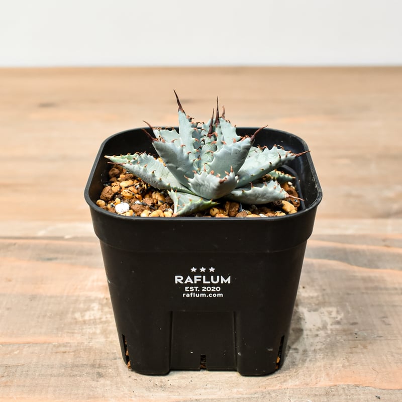 アガベ ハイブリット 日系イシスメンシス×象牙妖炎（陽炎エボリ