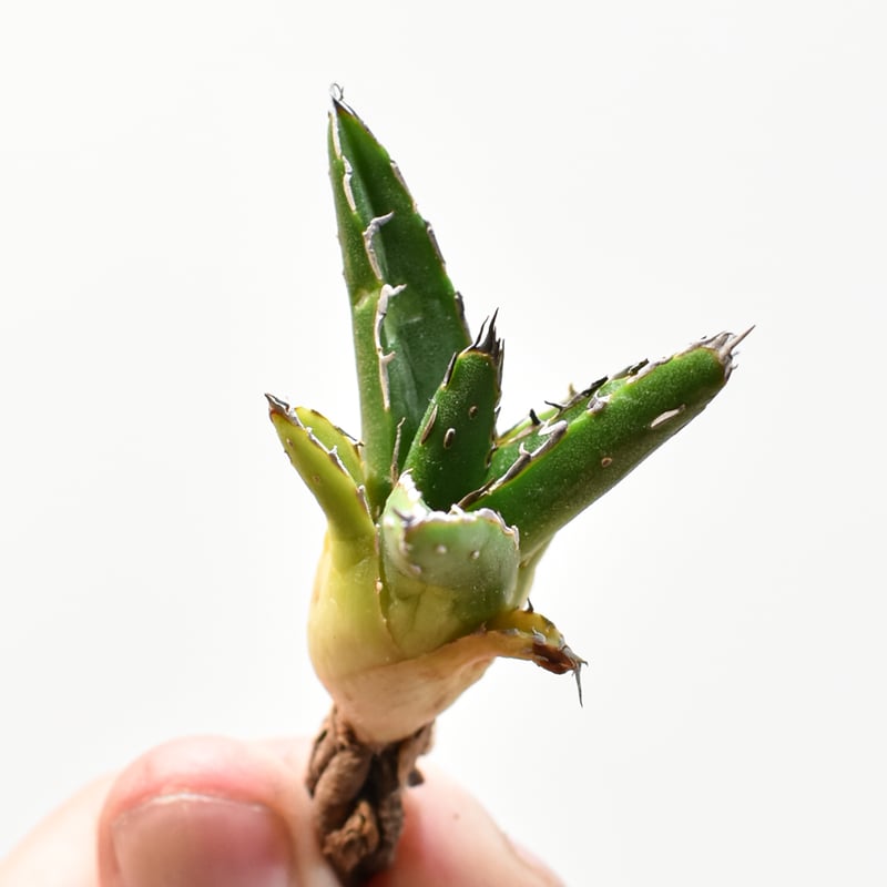 アガベ パリー 覆輪斑 FOX? 抜き苗 アガベ パリー 覆輪斑 FOX 抜き苗目立った傷や汚れなし BAB-EL-KHAIR_JP