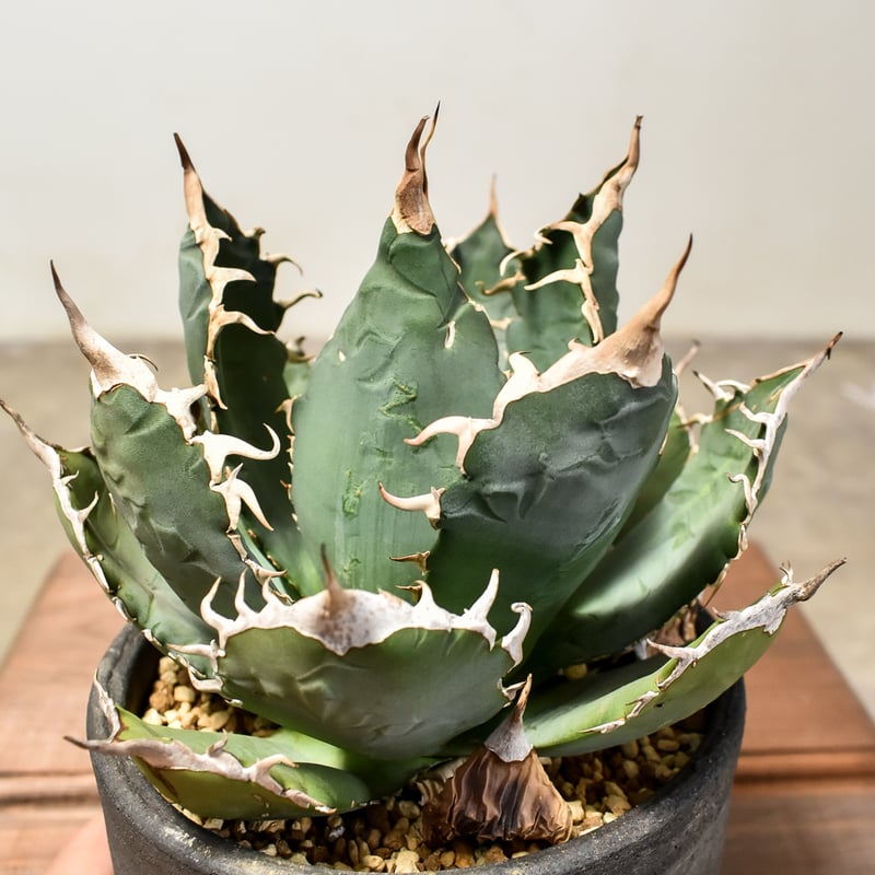 アガベ チタノタ オテロイ 