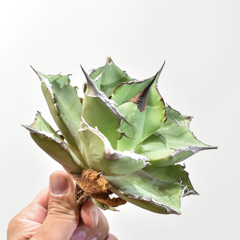 【最終値下げ】アガベ チタノタ 黒豹 ブラックパンサー アガベ・チタノタ 黒豹（小株）-024｜agave titanota black