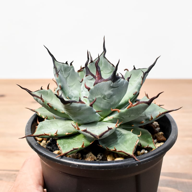 アガベ ハイブリット 象牙妖炎×黑帝斯 / エボリスピナ×ハデス