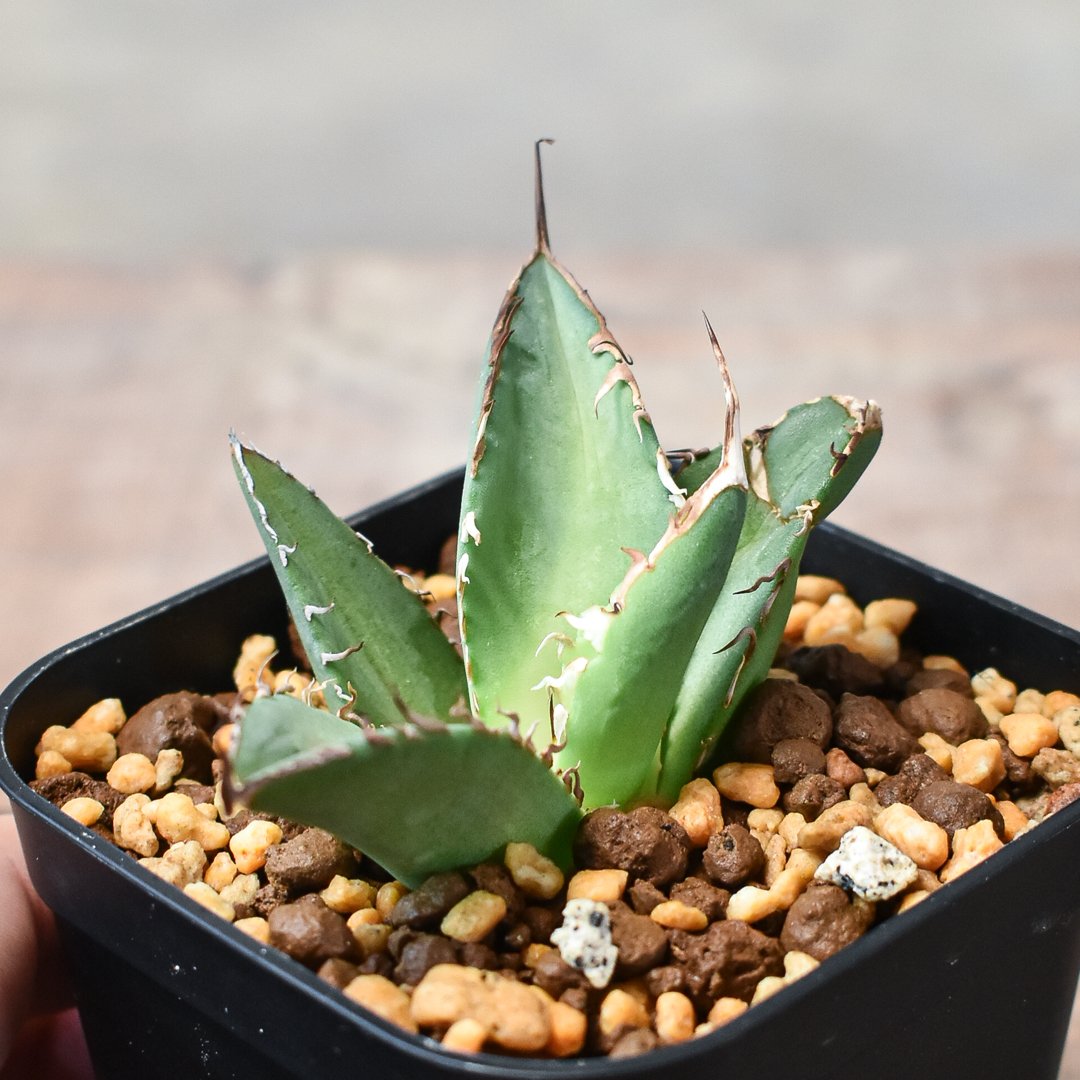 アガベ チタノタ 