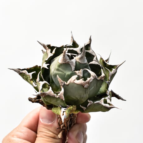 アガベチタノタ姫厳龍 | STORES