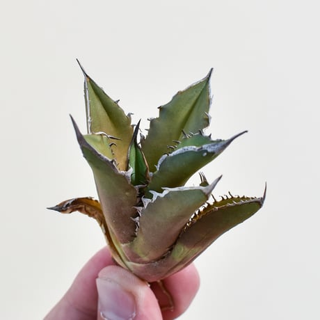 おまとめ専用　アガベ 焱 / 炎 Lophantha × Purple アガベ 焱 / 炎 Lophantha × Purple Gentlman