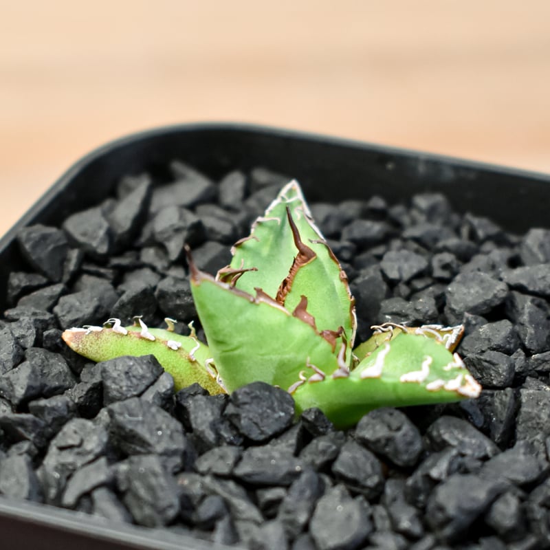 アガベ Dennis hybrid ホリダ×鬼爪（026） 