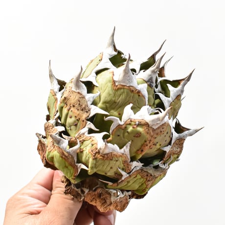 アガベ チタノタ ドワーフ / "精品姫厳龍" "中株"【台湾 Shi-hao産/中株/抜き苗販売】RFDG25010985(T)