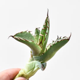 アガベチタノタ 麻花 子株 ブツブツ アガベチタノタ 麻花 子株 ブツブツ 麻花、子株収穫 1株発根済