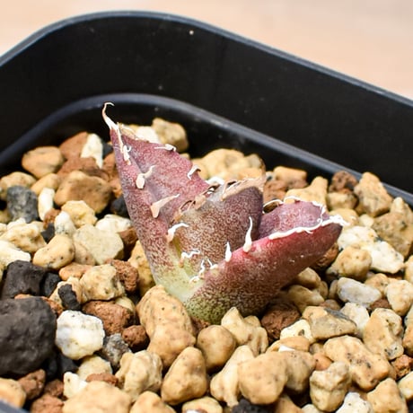 【RAFLUM育成株 5個セット】アガベ Mexico oteroi seeding / オテロイ実生 メキシコ産  【RAFLUM産/実生/子株】G