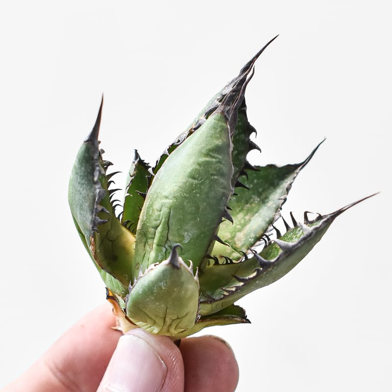 アガベ ホリダ×兜蟹 台湾HYB アガベ ホリダ×兜蟹 台湾HYB アガベ ホリダ×兜蟹 台湾HYB