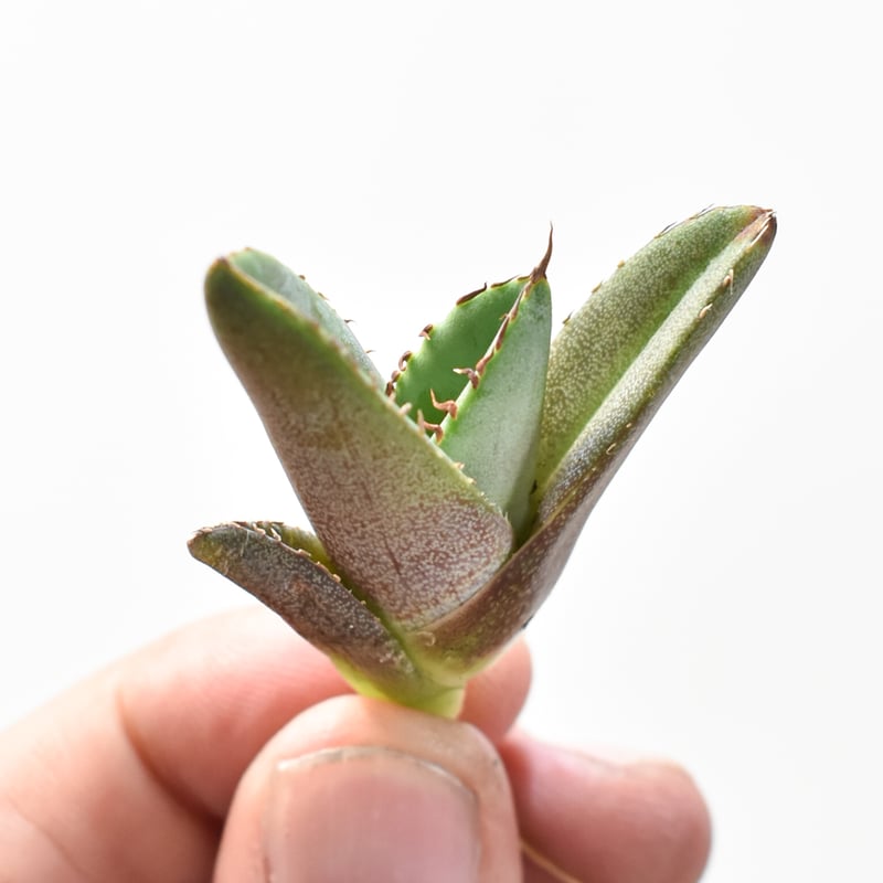 アガベ 麻花 Yan Chen産 タグ付き発根済み アガベ チタノタ 