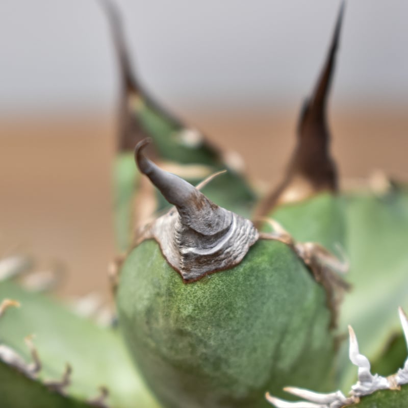 アガベ チタノタ DENNIS007【台湾 DENNIS007産/発根済み/中株】A DG2