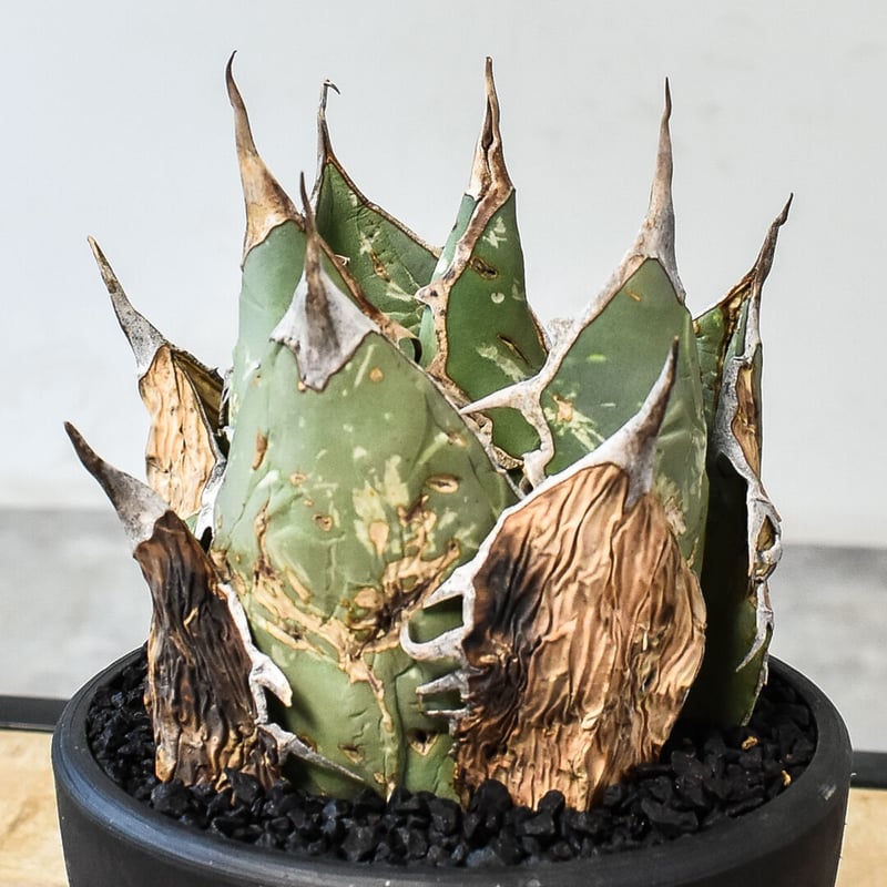 アガベ チタノタ オアハカ産 オテロイ - 植物/観葉植物 アガベ チタノタ オアハカ産 オテロイ - 植物/観葉植物