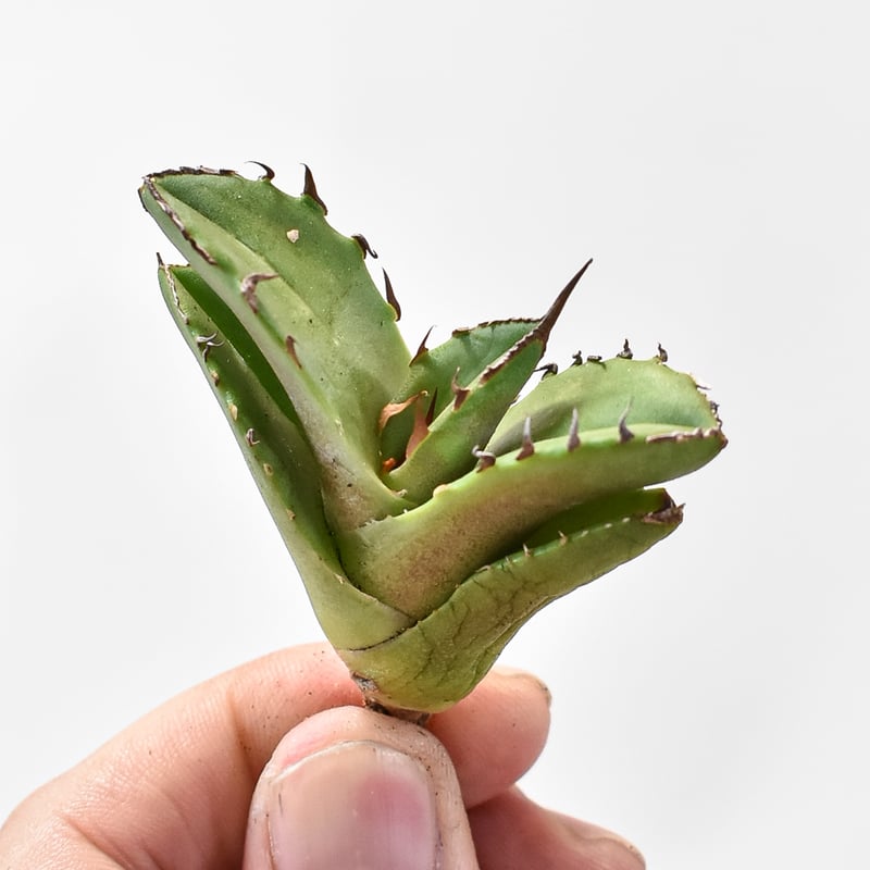 アガベ チタノタ 