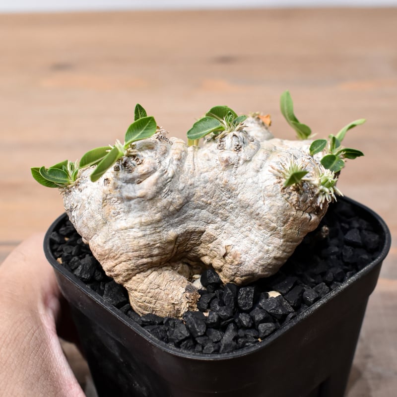 パキポディウム ブレビカウレ 