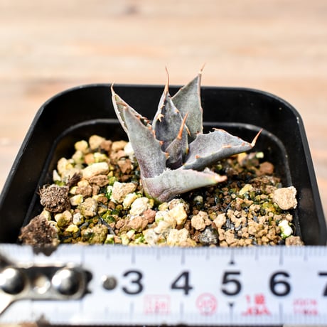 アガベ ハイブリット "邪霊" (特白肌怒雷神×血妖) 【台湾huplants2010産/子株販売】RF25012066