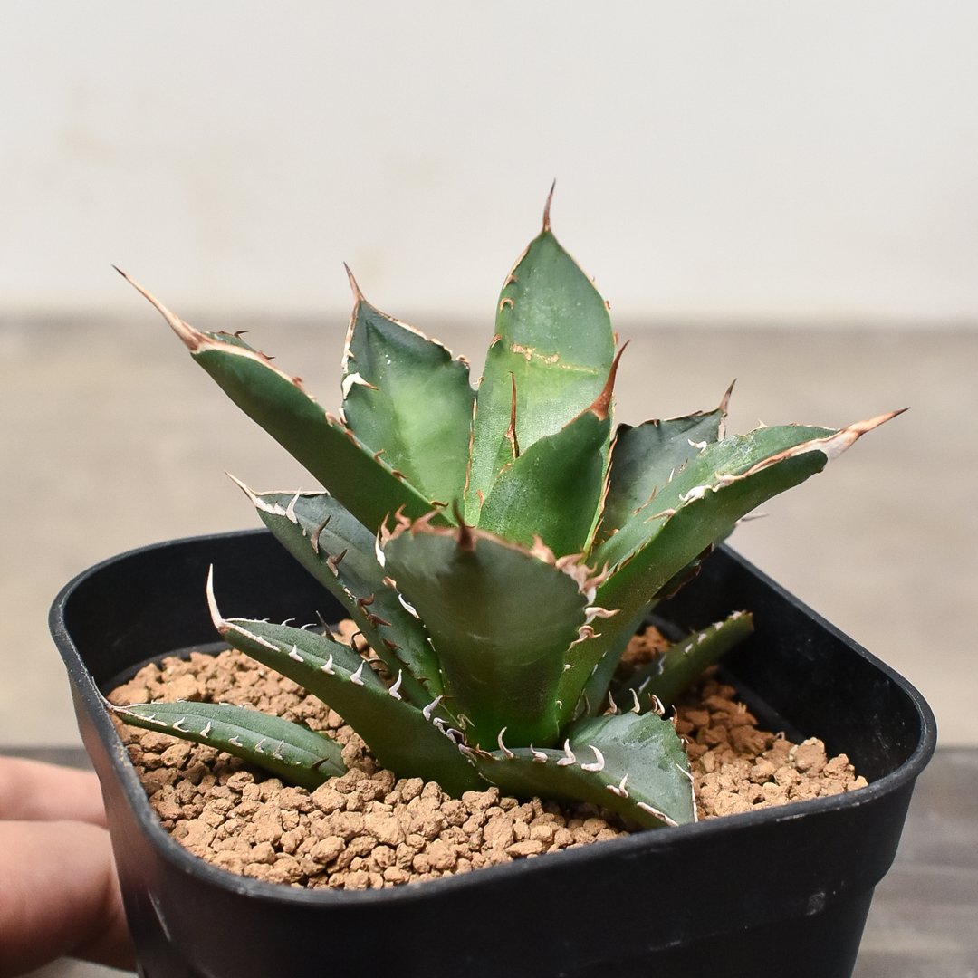 【強刺美株】アガベ　チタノタ　ボール株　発根済み株 強刺美株】アガベ チタノタ ボール株 発根済み株 【公式通販】