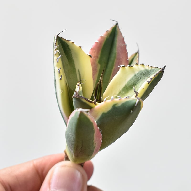 アガベ チタノタ スナグルトゥース 暴牙 中株 アガベ チタノタ スナグルトゥース 