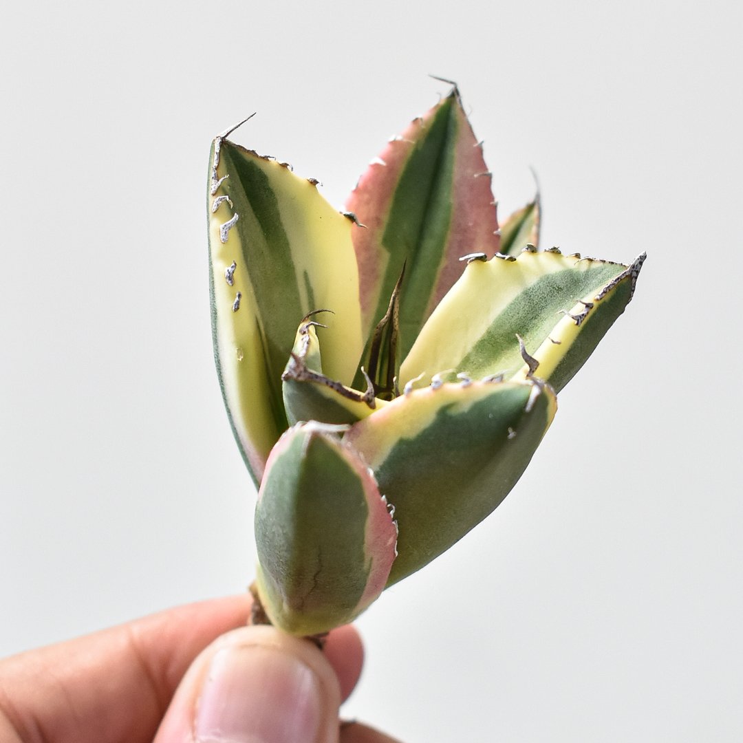 【鉢付き】アガベ チタノタ スナグルトゥース 暴牙 大株 LED管理株 アガベ チタノタ スナグルトゥース 暴牙 /ST-02 | アガベ専門店