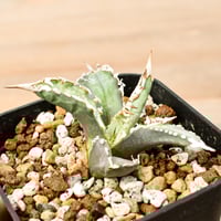 パキポディウム イノピナツム 【 現地球/発根済】B HK2402389(T