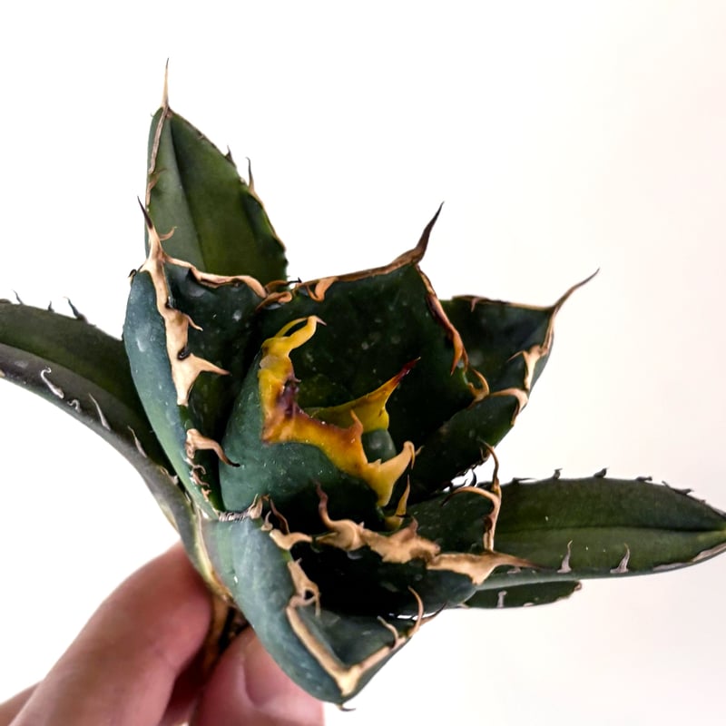 コノワタさん専用出品 シンワ デジタル数取器手持型(Tcode:7832168)の通販