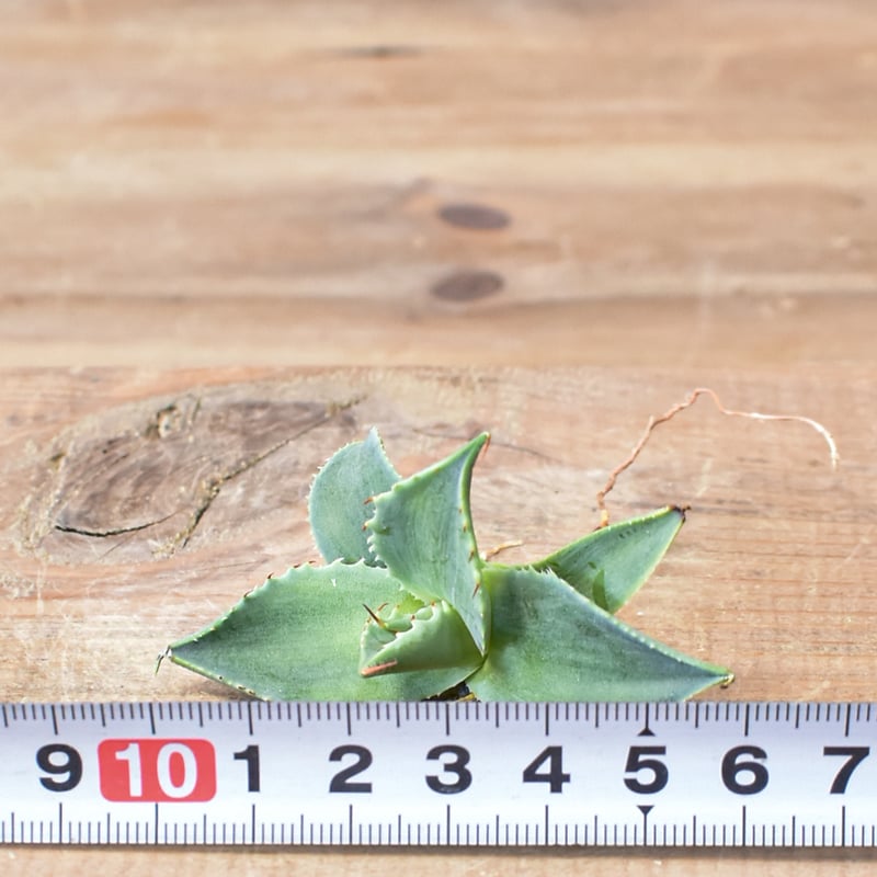 アガベ ハイブリット 