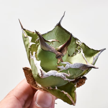 CATEGORY アガベ チタノタ 蠻牛 | RAFLUM / ラフラム｜東京