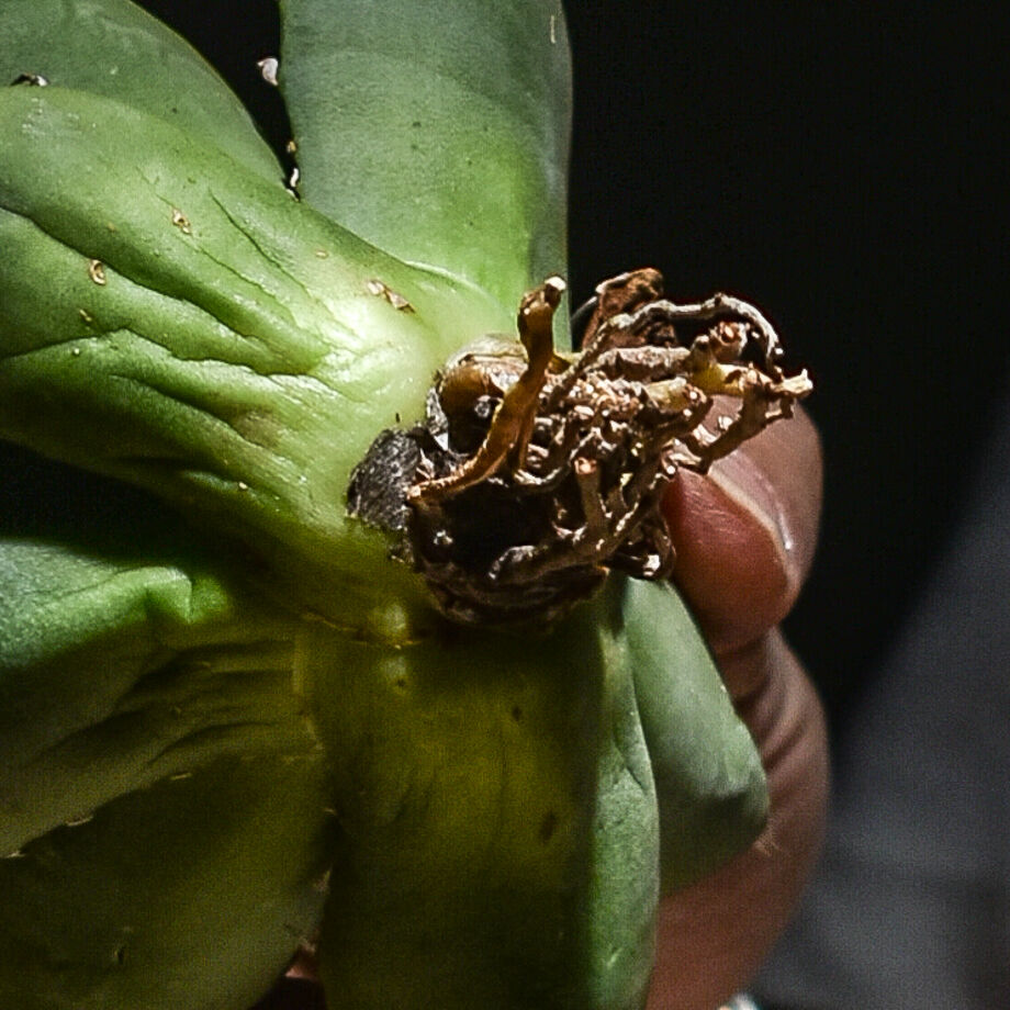 アガベ チタノタ アガベ チタノタ