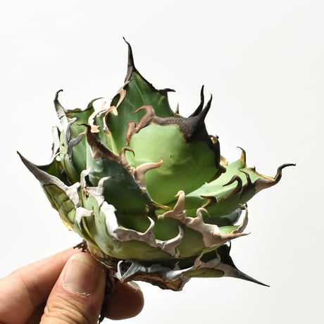 アガベ チタノタ "精品ハデス" / 精品黒帝斯、精品恐竜牙歯 【台湾 dragon agave産/中株/抜き苗】B83