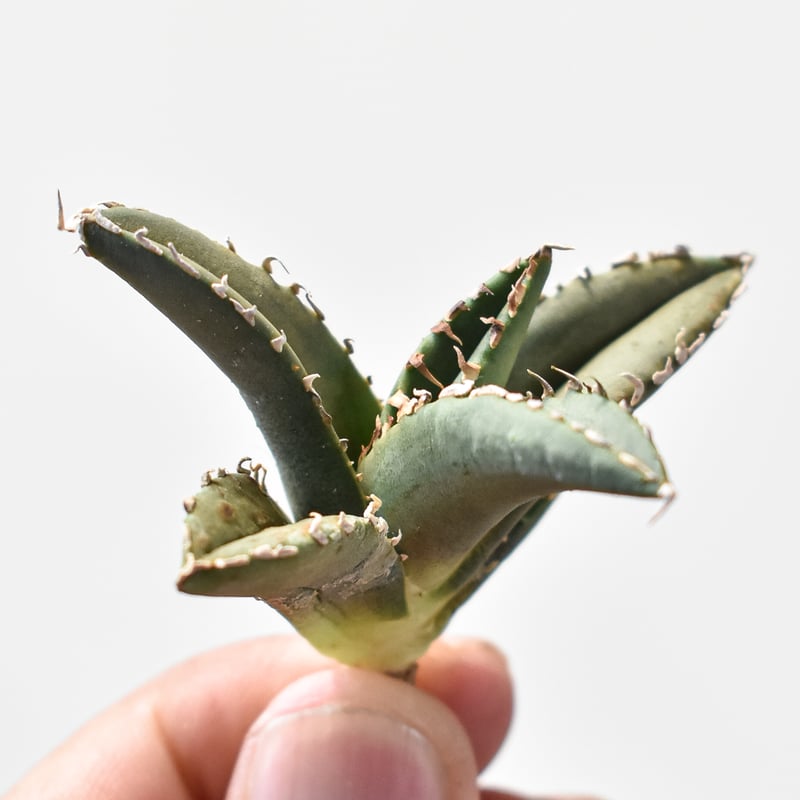 アガベ チタノタ アガベ チタノタ