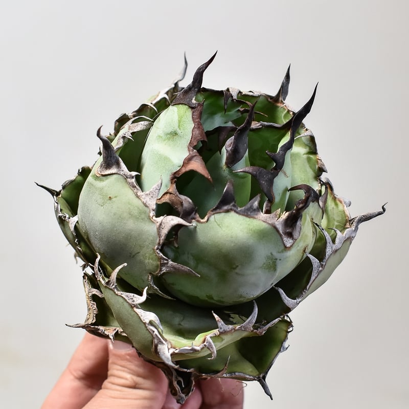 【360度ボール型】超選抜ブラックアンドブルー悪魔BB アガベ　チタノタ アガベ チタノタ ブラックアンドブルー / BB 