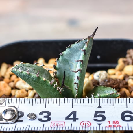 アガベ チタノタ "黒犀牛" 【台湾 dragon agave産/発根済/子株】DG2401593