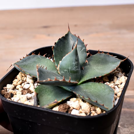 アガベ ハイブリット 曙光 ×（パラサナ、イシスメンシス）【台湾botanical_seeker産】F RF25011577