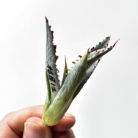 アガベ ハイブリット "A12" (特白肌怒雷神×屈原) 【台湾huplants2010産/髭産/子株販売】RF25011613